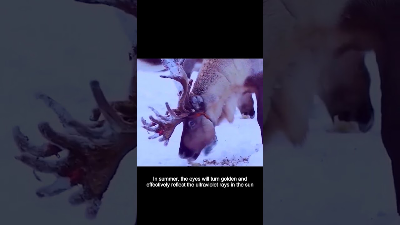 Why do reindeer's eyes come with colored lenses? 
