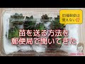 【多肉植物】増えた苗を友達に送りたい！どこの郵便局でも配達できる方法を紹介します。