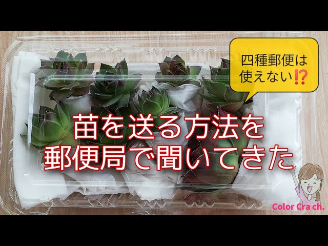 多肉植物】増えた苗を友達に送りたい！どこの郵便局でも配達