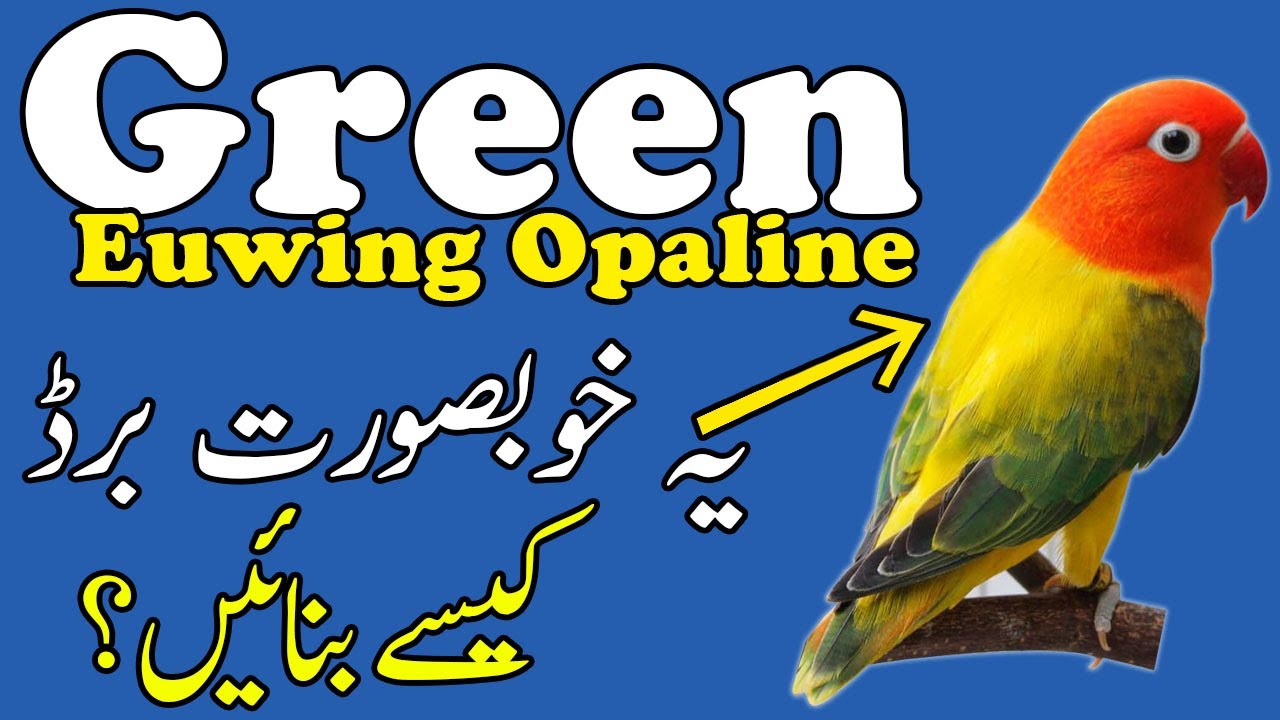 how to produce Green Euwing Opaline Lovebirds from Cheaper Birds - Video No 582