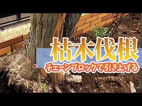Yakichi Style] Dead Tree Root Removal [Using a Chain Block] - YouTube