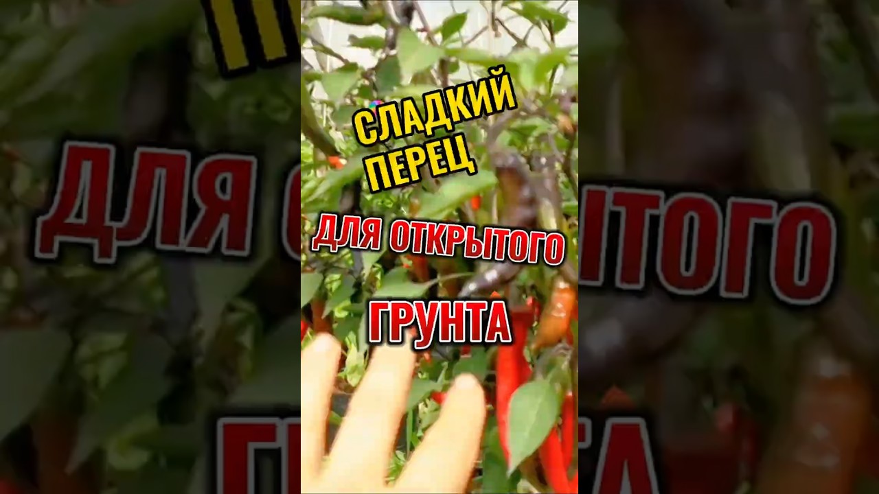 Это не перец, это Наслаждение! Посадите его в открытый грунт всегда с превосходным результатом!