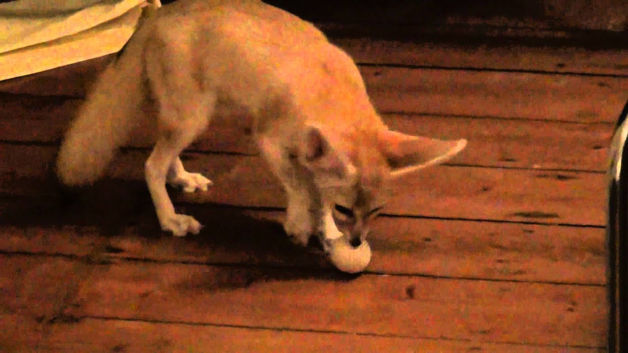 Phoenix the Fennec Fox My 1st Boiled Egg YouTube