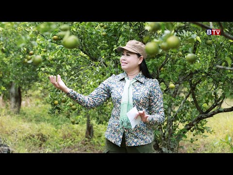 AGRICULTURE/កសិកម្មៈ ដំណាំក្រូចឃ្វិច (Tangerine Crop)