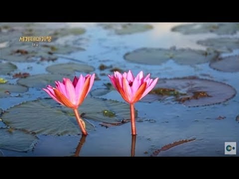 태국. 화사한 연꽃이 장관인 탈레너이 호수