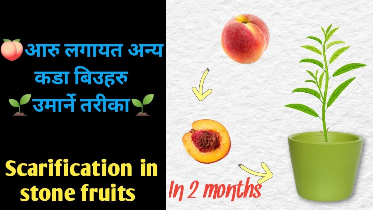 Scarification to germinate peach seeds YouTube