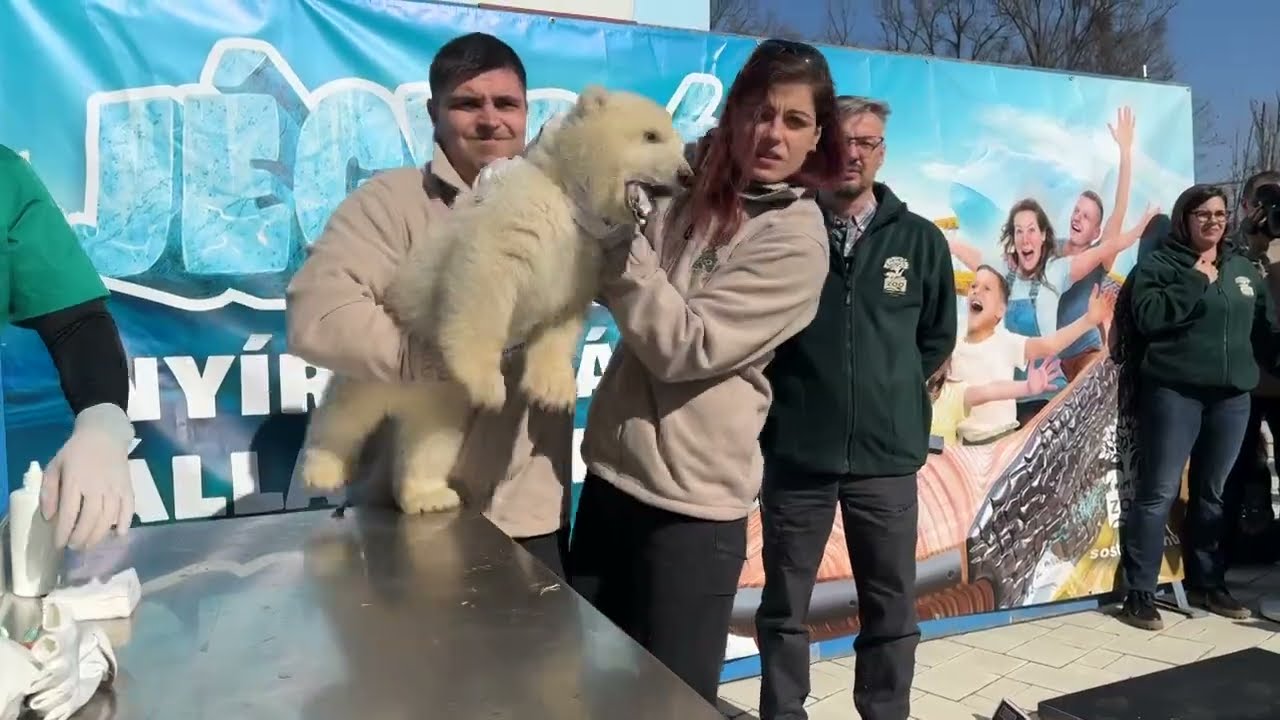 Meglátogattam a jegesmedvebocsokat a Nyíregyházi Állatparkban