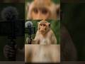 Monkey Vlog Free Me Banao 🙈#shorts