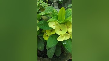 xương rồng bát tiên