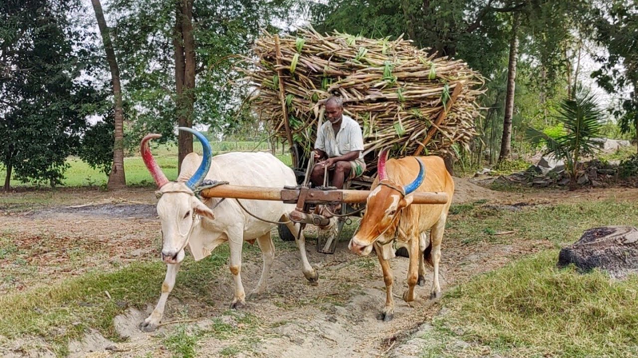 Indian Young Bullock Cart Heavy Loaded Ride | New Young Buffalo
