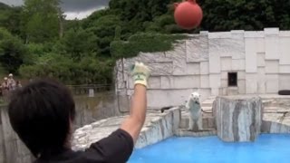 ララに餌入り浮き玉を投げる！~The ball containing food  is thrown to Polar Bear
