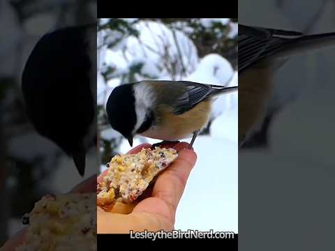 Adorable Chickadees Loving Some Suet  #cutebirds #chickadee