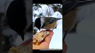 Adorable Chickadees Loving Some Suet  #cutebirds #chickadee