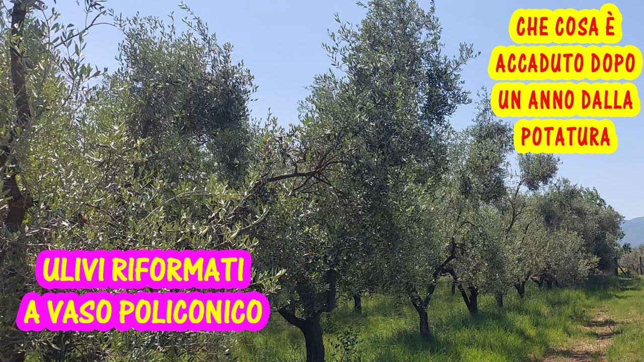 Piante di ulivo dopo un anno dalla potatura a vaso policonico. Come e quando potare l'olivo?