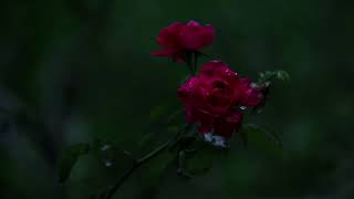 Beautiful Rose in the Rain 🌹☔ | Relaxing Nature Video screenshot 3