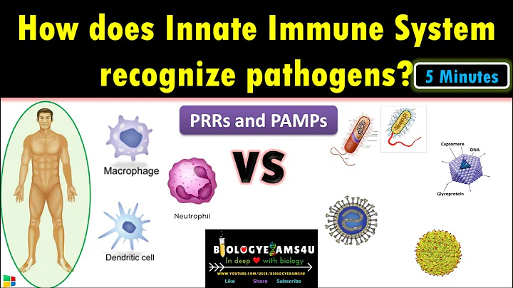 How does the innate immune system recognize microbes and damaged cells? (2023)