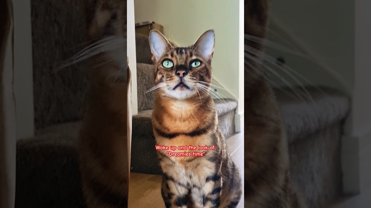 He can't live without 'dreamies'. 