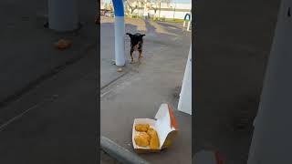 Gave a stray dog McDonald’s chicken nuggets and this is what happened #stray #mcdonalds #dogs