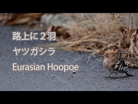 【路上に２羽】ヤツガシラ Eurasian Hoopoe