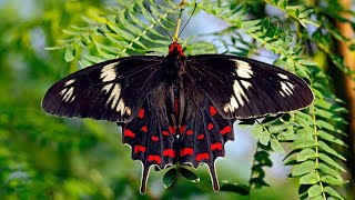 Top 7 Most Beautiful Butterflies On Earth | MystTops