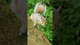 This Squirrel Slowly Calmed Down in Front of Me 🐿️🌿