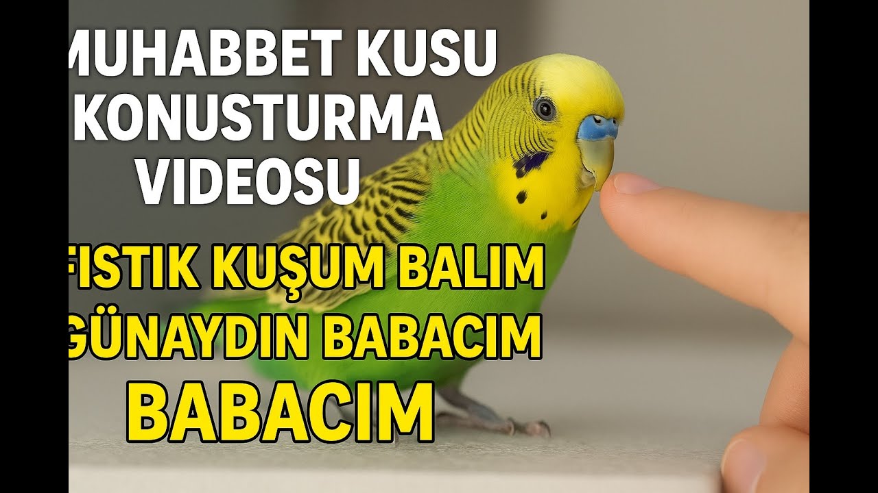 Muhabbet kuşu Konuşturma Eğitimi |   #muhabbetkuşu muhabbet kuşu, muhabbet kuşu konuşması,