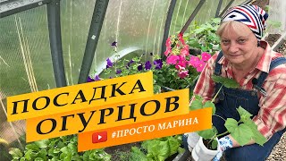 Посадка рассады огурцов в теплицу. Что добавить в лунку для хорошего роста и урожая.