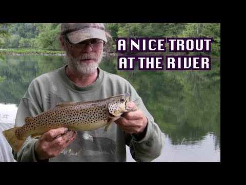 A Nice Trout At The River