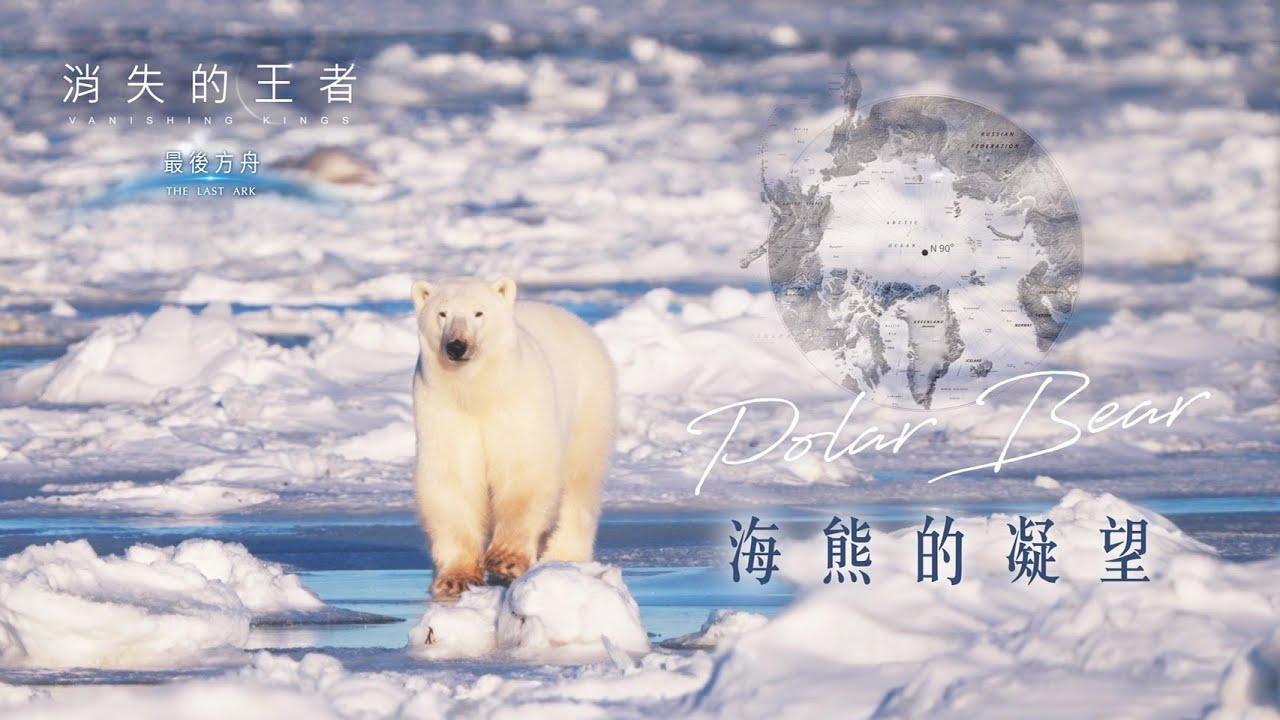 《消失的王者：最後方舟》_海熊的凝望_4K SDR_全球暖化悲歌，北極熊本世紀中恐滅絕..｜《聚焦全世界》第55期｜Vanishing Kings : The Last Ark #1 ｜舒夢蘭