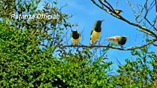 Download Lagu Suara Pikat Sogok Ontong Ampuh Dan Mantap MP3 Download Lagu Suara Pikat Sogok Ontong Ampuh Dan Mantap MP3