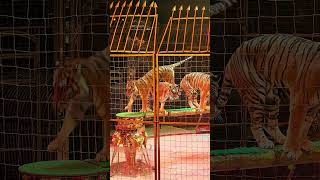 Тигры в цирке.Tigers in circus🐅 #тигры #цирк #tigers #circus