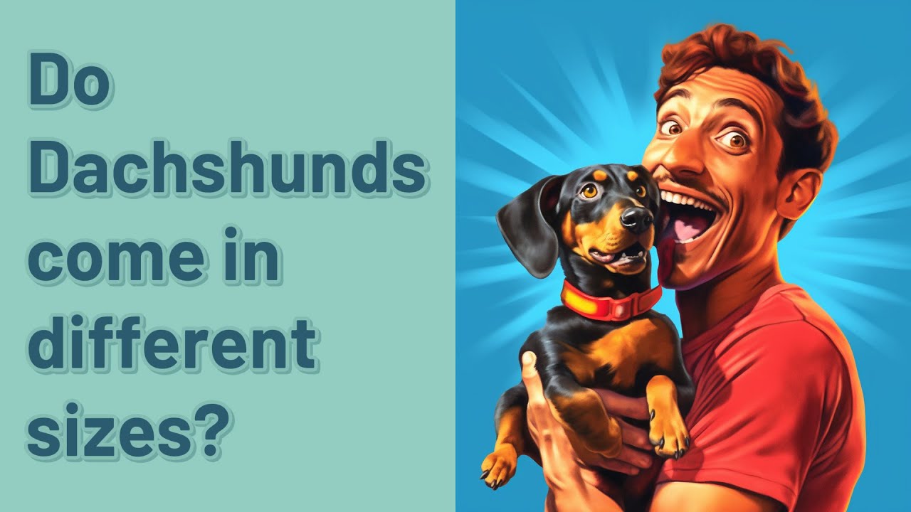 Do Dachshunds come in different sizes? YouTube
