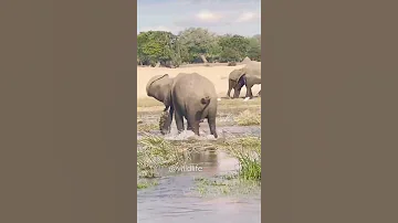 😮😮#short#wildlife #shorts#trending #subscribe #pleasesubscribe #eliphant #like #support #viral