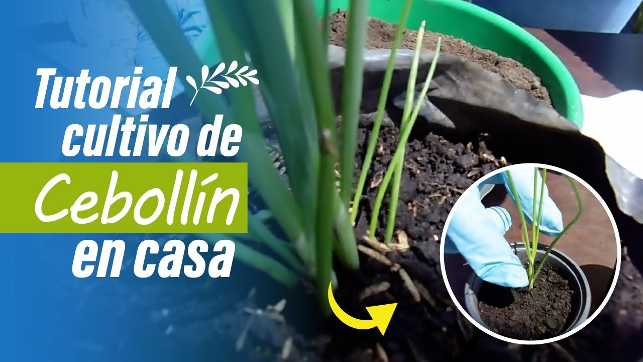 Cultivo de CEBOLLN y desde SEMILLA hasta su COSECHA - YouTube