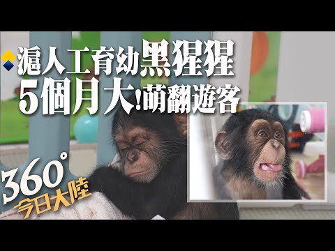 上海動物園首次人工育幼!5月齡黑猩"姐弟"包尿布打滾賣萌 遊客搶拍成小明"猩"【360°今日大陸】20230217 @全球大視野Global_Vision
