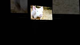 Charlottes Web 2006 - Trailer Hd