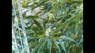 My Medical Grow July 8 2012 - MDM/SD clones
