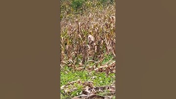 Bắt Ong Rừng | Phát Hiện Tổ Ong Bầu To #bắtongrừng