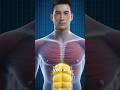 Why Your Ab Workouts Aren't Working #Abs #FitnessMyths #WorkoutTips #gym #FitnessScience #SixPack