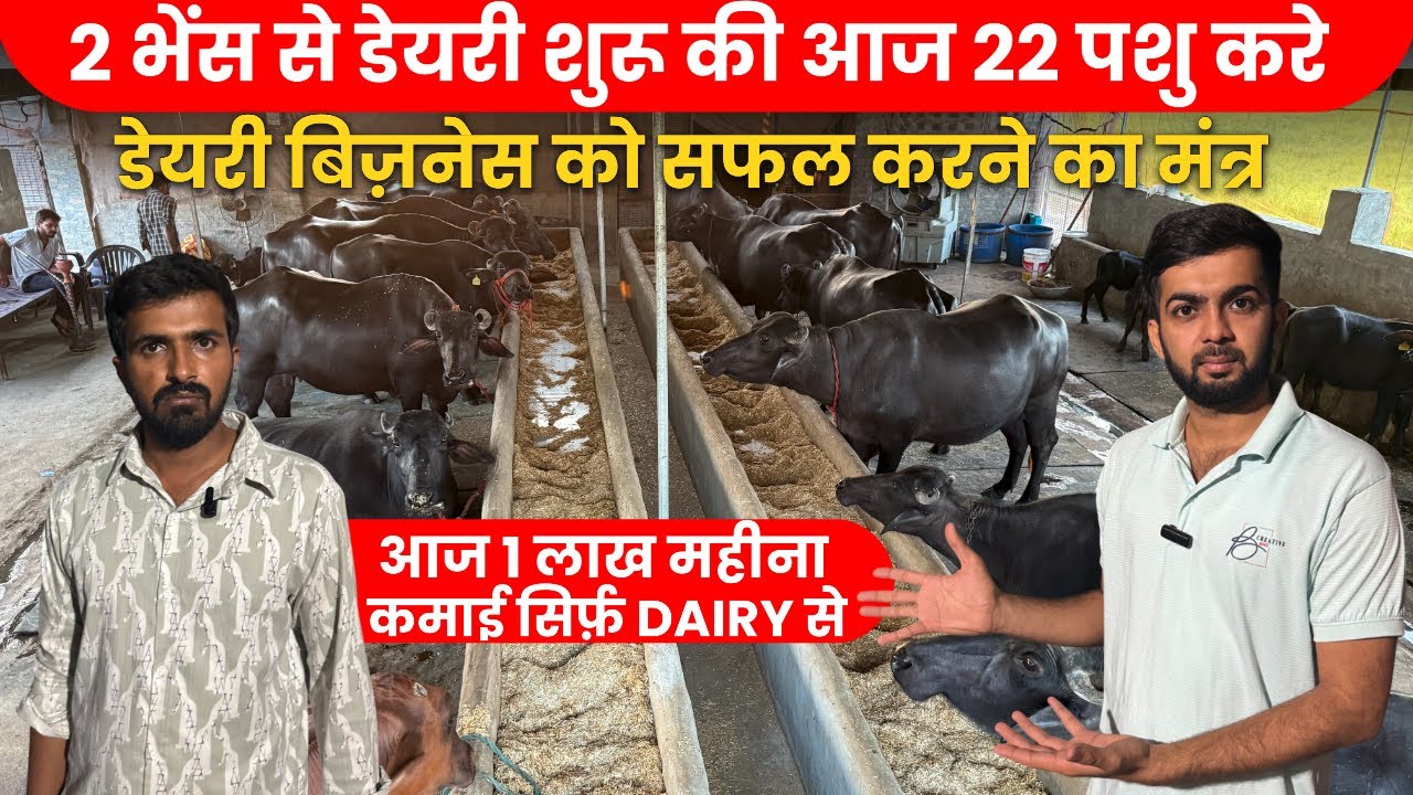 2 Murrah भैस DairyFarm से Business आज Lakho कमाई,कैसे Low Budget में भैस Dairy बिज़नेस Plan 
