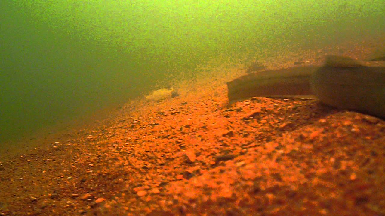 Eels and dace on the avon YouTube