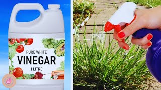 USE VINEGAR IN YOUR GARDEN AND WATCH WHAT HAPPENS