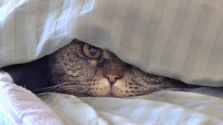 Kitty Capers