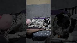 naptime! #puppy #doggielife #doglife #enrichment #dogshorts #dogvideos #doglovers