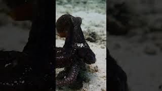 Some mind blowing amazing facts about animals. Do like for more