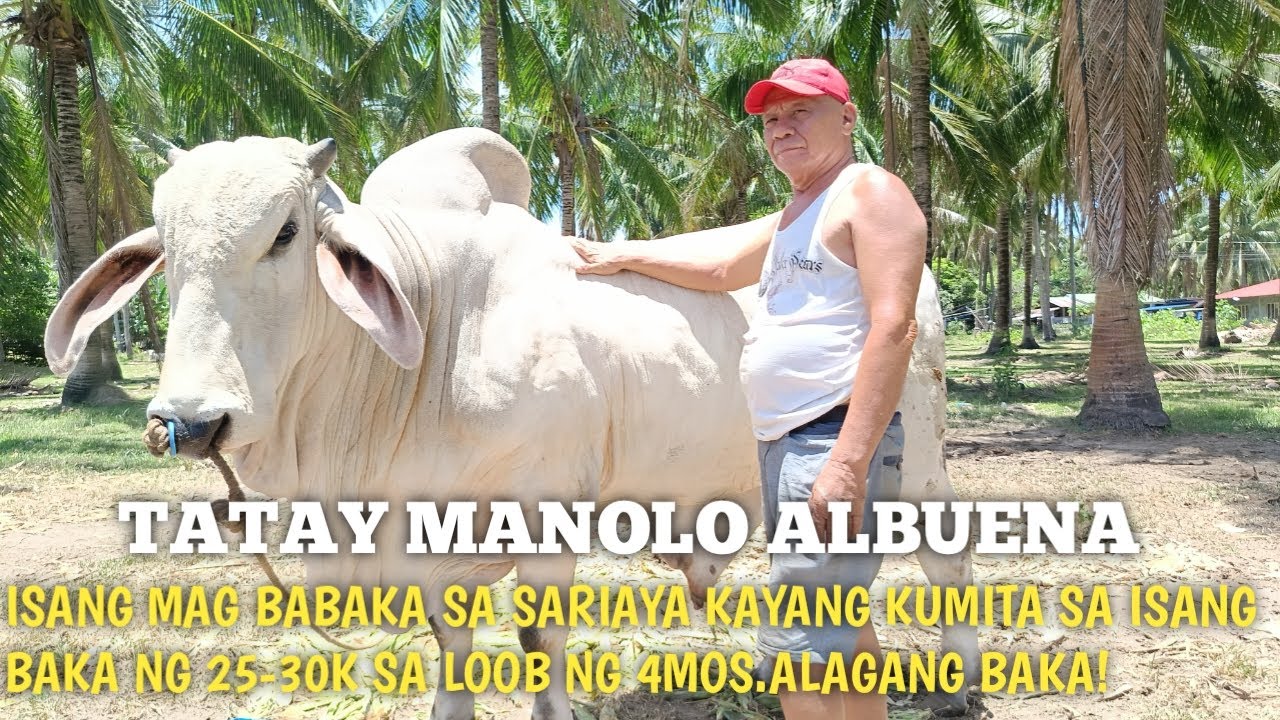 Mga Fatening na Baka 4mos.na Alaga pwede kumita ng 25-30k sa isang Baka!