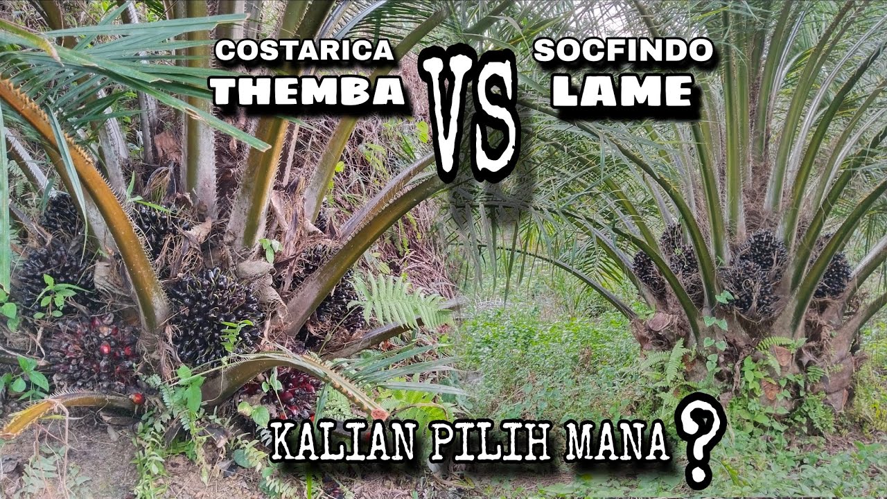 Antara socfindo lame dan costarica themba mana yang lebih unggul?