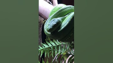 Green Tree Python