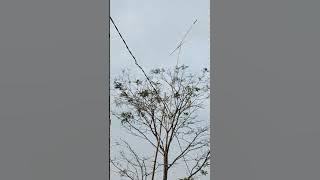 kolecer suara gelik gelik ngawerwer