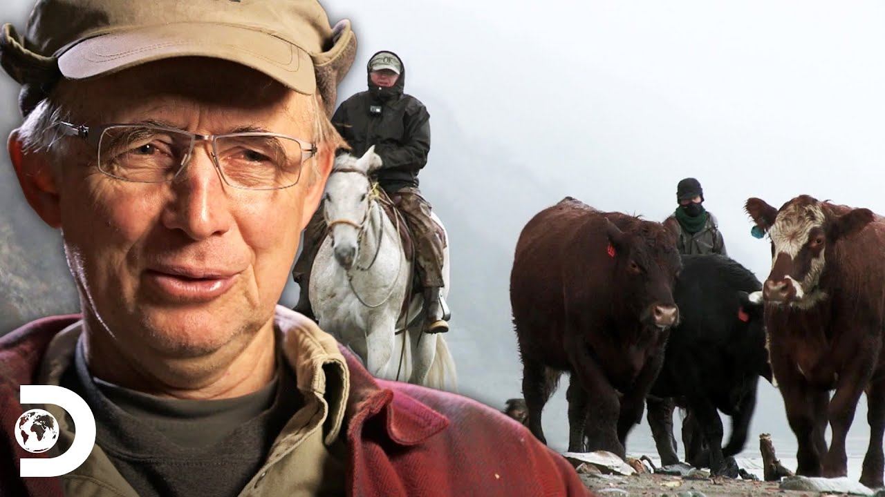Otto e ajudantes pastoreiam gado em tempestade com habilidade | Alasca: A Última Fronteira